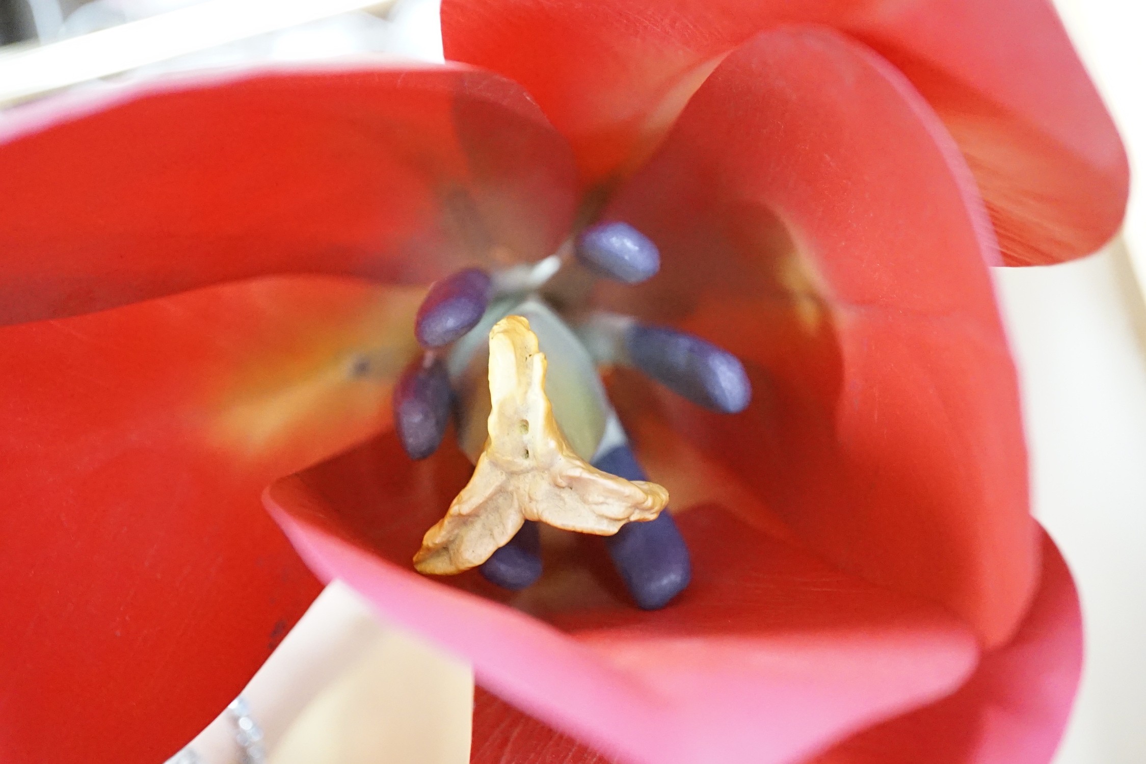 Scientific Brendel model of a tulip, 52cm